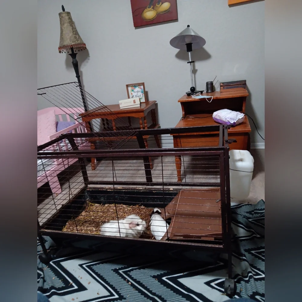 Gueina pigs